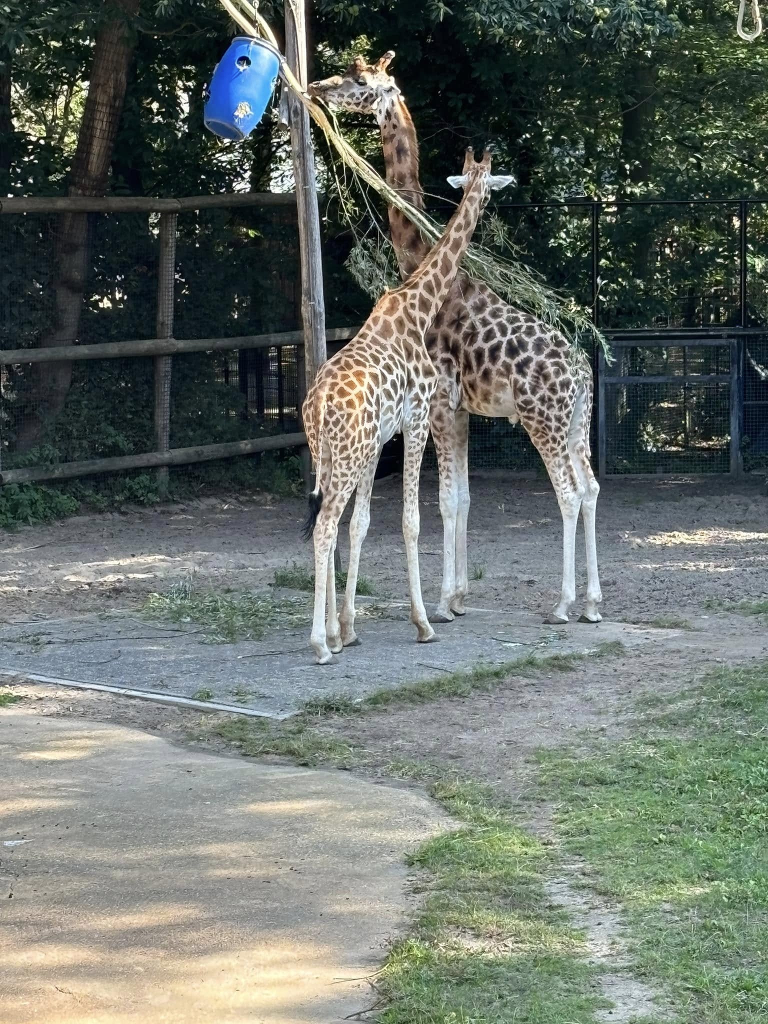 giraffe